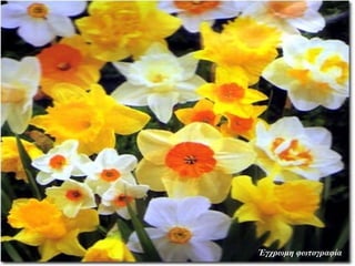 Έγχρωμη φωτογραφία
 