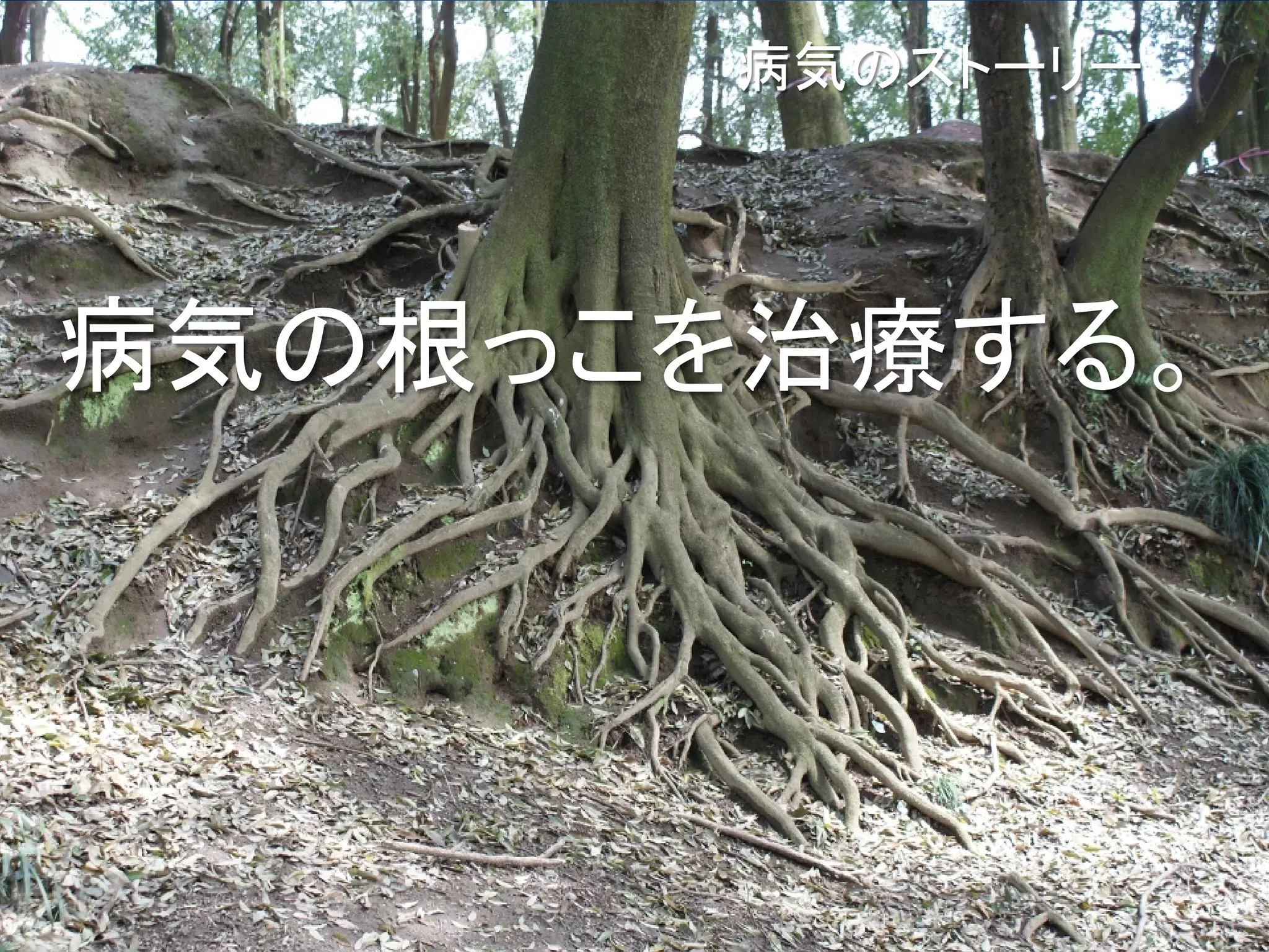 病気のストーリー




病気の根っこを治療する。
 