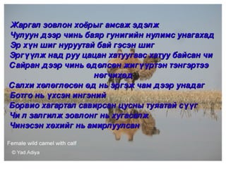 Жаргал зовлон хоёрыг амсаж эдэлж                          
 Чулуун дээр чинь баяр гунигийн нулимс унагахад 
 Эр хүн шиг нуруутай бай гэсэн шиг                            
 Эргүүлж над руу цацан хатуугаас хатуу байсан чи  
 Сайран дээр чинь өдөлсөн жигүүртэн тэнгэртээ     
                     нөгчихөд
 Салхи хөлөглөсөн өд нь эргэж чам дээр унадаг      
 Ботго нь үхсэн ингэний                                                  
 Борвио хагартал савирсан цусны туяатай сүүг          
 Чи л залгилж зовлонг нь хугасалж                               
 Чинэсэн хөхийг нь амирлуулсан                                   


                                     
 