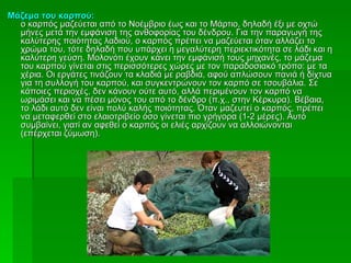 Μάζεμα του καρπού:
  ο καρπός μαζεύεται από το Νοέμβριο έως και το Μάρτιο, δηλαδή έξι με οχτώ
  μήνες μετά την εμφάνιση της ανθοφορίας του δένδρου. Για την παραγωγή της
  καλύτερης ποιότητας λαδιού, ο καρπός πρέπει να μαζεύεται όταν αλλάζει το
  χρώμα του, τότε δηλαδή που υπάρχει η μεγαλύτερη περιεκτικότητα σε λάδι και η
  καλύτερη γεύση. Μολονότι έχουν κάνει την εμφάνισή τους μηχανές, το μάζεμα
  του καρπού γίνεται στις περισσότερες χώρες με τον παραδοσιακό τρόπο: με τα
  χέρια. Οι εργάτες τινάζουν τα κλαδιά με ραβδιά, αφού απλώσουν πανιά ή δίχτυα
  για τη συλλογή του καρπού, και συγκεντρώνουν τον καρπό σε τσουβάλια. Σε
  κάποιες περιοχές, δεν κάνουν ούτε αυτό, αλλά περιμένουν τον καρπό να
  ωριμάσει και να πέσει μόνος του από το δένδρο (π.χ., στην Κέρκυρα). Βέβαια,
  το λάδι αυτό δεν είναι πολύ καλής ποιότητας. Όταν μαζευτεί ο καρπός, πρέπει
  να μεταφερθεί στο ελαιοτριβείο όσο γίνεται πιο γρήγορα (1-2 μέρες). Αυτό
  συμβαίνει, γιατί αν αφεθεί ο καρπός οι ελιές αρχίζουν να αλλοιώνονται
  (επέρχεται ζύμωση).
 