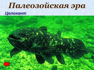 Палеозойская эра
Целокант
 