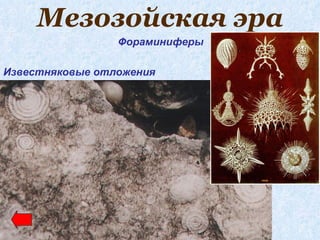 Мезозойская эра
                 Фораминиферы

Известняковые отложения
 