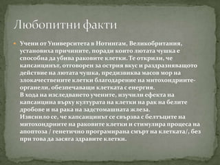  Учени от Университета в Нотингам, Великобритания,
 установиха причините, поради които лютата чушка е
 способна да убива раковите клетки. Те открили, че
 капсаицинът, отговорен за острия вкус и раздразняващото
 действие на лютата чушка, предизвиква масов мор на
 злокачествените клетки благодарение на митохондриите-
 органели, обезпечаващи клетката с енергия.
 В хода на изследването учените, изучили ефекта на
 капсаицина върху културата на клетки на рак на белите
 дробове и на рака на задстомашната жлеза.
 Изяснило се, че капсаицинът се свързва с белтъците на
 митохондриите на раковите клетки и стимулира процеса на
 апоптоза / генетично програмирана смърт на клетката/, без
 при това да засяга здравите клетки.
 
