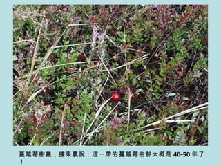 認識蔓越苺 認識蔓越苺