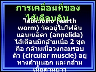 การเคลื่อนทีของ
               ่
   ไส้เอนดิน (earth
  ไส้เดื ดือนดิน
  worm) จัดอยู่ในไฟลัม
 แอนเนลิตา (annelida)
ไส้เดือนมีกล้ามเนืำอ 2 ชุด
 คือ กล้ามเนืำอวงกลมรอบ
ตัว (circular muscle) อยู่
 ทางด้านนอก และกล้าม
        เนืำอตามยาว
 