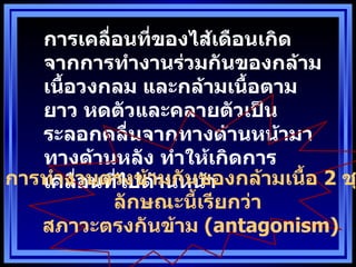 การเคลื่อนทีของไส้เดือนเกิด
               ่
   จากการทำางานร่วมกันของกล้าม
   เนือวงกลม และกล้ามเนือตาม
      ำ                  ำ
   ยาว หดตัวและคลายตัวเป็น
   ระลอกคลื่นจากทางด้านหน้ามา
   ทางด้านหลัง ทำาให้เกิดการ
การทำางานตรงข้าานหน้า
   เคลือนทีไปด้ มกันของกล้ามเนือ 2 ช
        ่  ่                   ำ
           ลักษณะนีเรียกว่า
                    ำ
   สภาวะตรงกันข้าม (antagonism)
 