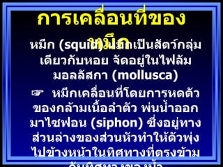 การเคลื่อนทีของ    ่
         หมึก
หมึก (squid) หมึกเป็นสัตว์กลุ่ม
 เดียวกับหอย จัดอยูในไฟลัม
                   ่
    มอลลัสกา (mollusca)
☞ หมึกเคลื่อนทีโดยการหดตัว
               ่
ของกล้ามเนือลำาตัว พ่นนำำาออก
           ำ
มาไซฟอน (siphon) ซึ่งอยูทาง ่
ส่วนล่างของส่วนหัวทำาให้ตวพุ่ง
                          ั
ไปข้างหน้าในทิศทางที่ตรงข้าม
 