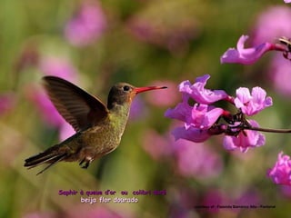 Saphir à queue d’or ou colibri doré
       beija flor dourado
                                      courtesy of : Fazenda Barranco Alto - Pantanal
 