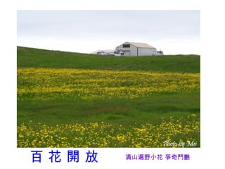 百花開放   滿山遍野小花 爭奇鬥艷
 