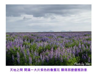 天地之間 開滿一大片紫色的魯賓花 顯得那麼優雅詩意
 