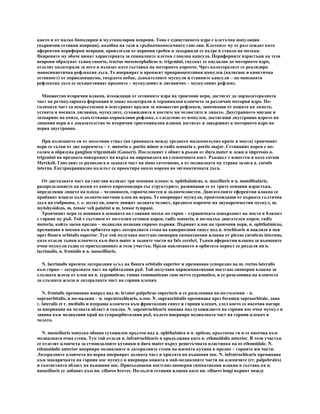 Инервация на ЛЧО | PDF