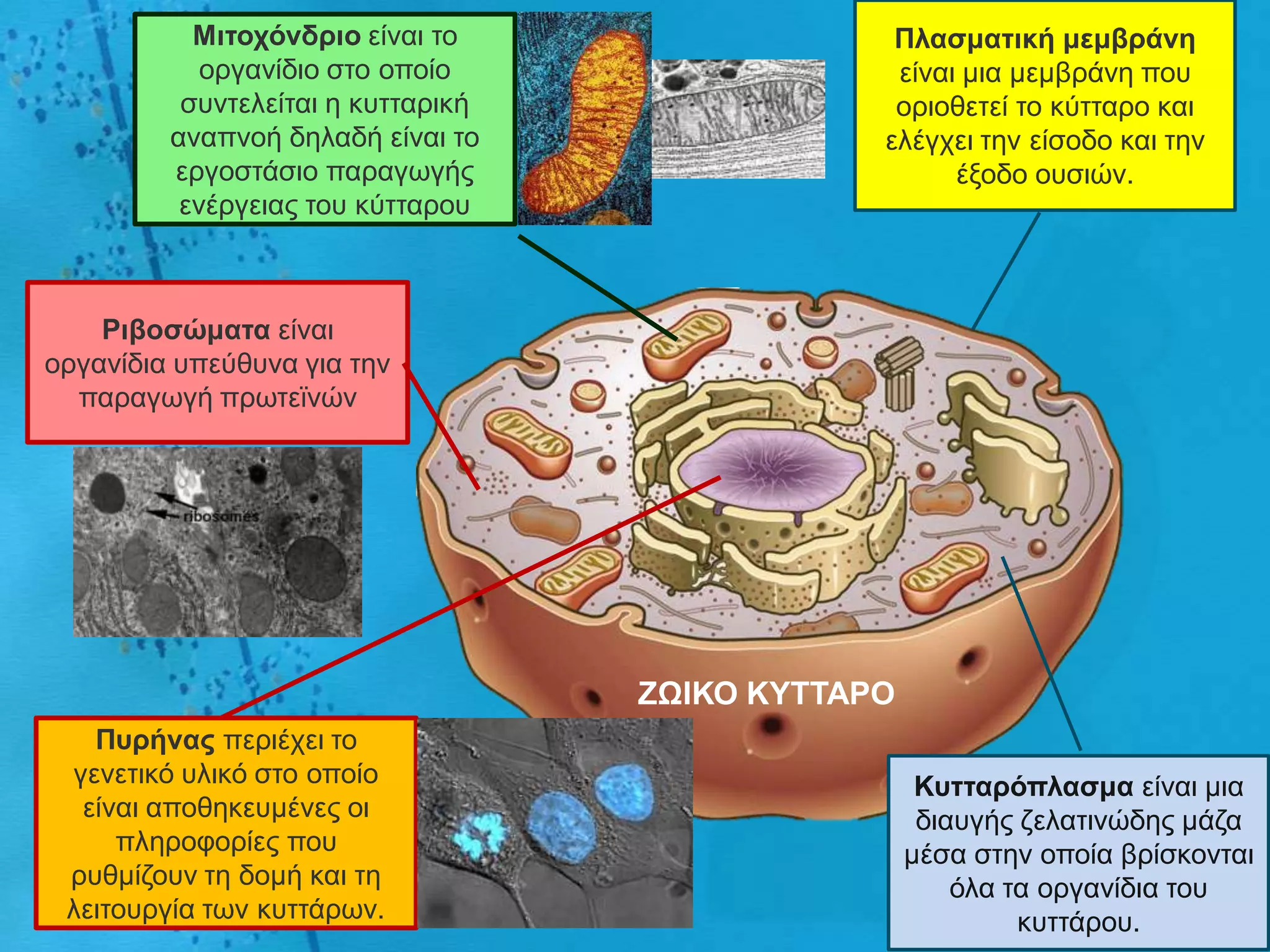 Μηηοτόλδρηο είλαη ην                  Πιαζκαηηθή κεκβράλε
            νξγαλίδην ζην νπνίν                  είλαη κηα κεκβξάλε πνπ
          ζπληειείηαη ε θπηηαξηθή                νξηνζεηεί ην θύηηαξν θαη
         αλαπλνή δειαδή είλαη ην                ειέγρεη ηελ είζνδν θαη ηελ
         εξγνζηάζην παξαγσγήο                         έμνδν νπζηώλ.
          ελέξγεηαο ηνπ θύηηαξνπ



    Ρηβοζώκαηα είλαη
νξγαλίδηα ππεύζπλα γηα ηελ
  παξαγσγή πξσηετλώλ




                                    ΖΧΙΚΟ ΚΤΣΣΑΡΟ
   Πσρήλας πεξηέρεη ην
 γελεηηθό πιηθό ζην νπνίν                            Κσηηαρόπιαζκα είλαη κηα
  είλαη απνζεθεπκέλεο νη                             δηαπγήο δειαηηλώδεο κάδα
     πιεξνθνξίεο πνπ                                κέζα ζηελ νπνία βξίζθνληαη
 ξπζκίδνπλ ηε δνκή θαη ηε                               όια ηα νξγαλίδηα ηνπ
 ιεηηνπξγία ησλ θπηηάξσλ.                                    θπηηάξνπ.
 