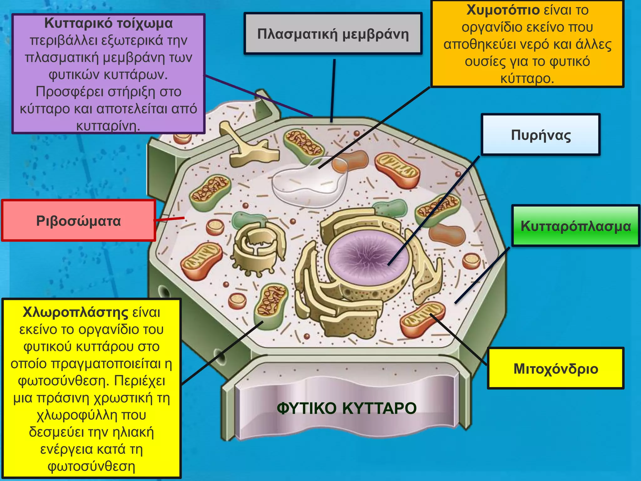 Υσκοηόπηο είλαη ην
     Κσηηαρηθό ηοίτωκα                                 νξγαλίδην εθείλν πνπ
  πεξηβάιιεη εμσηεξηθά ηελ     Πιαζκαηηθή κεκβράλε
                                                     απνζεθεύεη λεξό θαη άιιεο
  πιαζκαηηθή κεκβξάλε ησλ                              νπζίεο γηα ην θπηηθό
     θπηηθώλ θπηηάξσλ.                                      θύηηαξν.
   Πξνζθέξεη ζηήξημε ζην
 θύηηαξν θαη απνηειείηαη από
         θπηηαξίλε.
                                                               Πσρήλας




   Ρηβοζώκαηα                                                   Κσηηαρόπιαζκα




  Υιωροπιάζηες είλαη
 εθείλν ην νξγαλίδην ηνπ
  θπηηθνύ θπηηάξνπ ζην
νπνίν πξαγκαηνπνηείηαη ε                                       Μηηοτόλδρηο
 θσηνζύλζεζε. Πεξηέρεη
κηα πξάζηλε ρξσζηηθή ηε
    ρισξνθύιιε πνπ               ΦΤΣΙΚΟ ΚΤΣΣΑΡΟ
   δεζκεύεη ηελ ειηαθή
     ελέξγεηα θαηά ηε
      θσηνζύλζεζε
 
