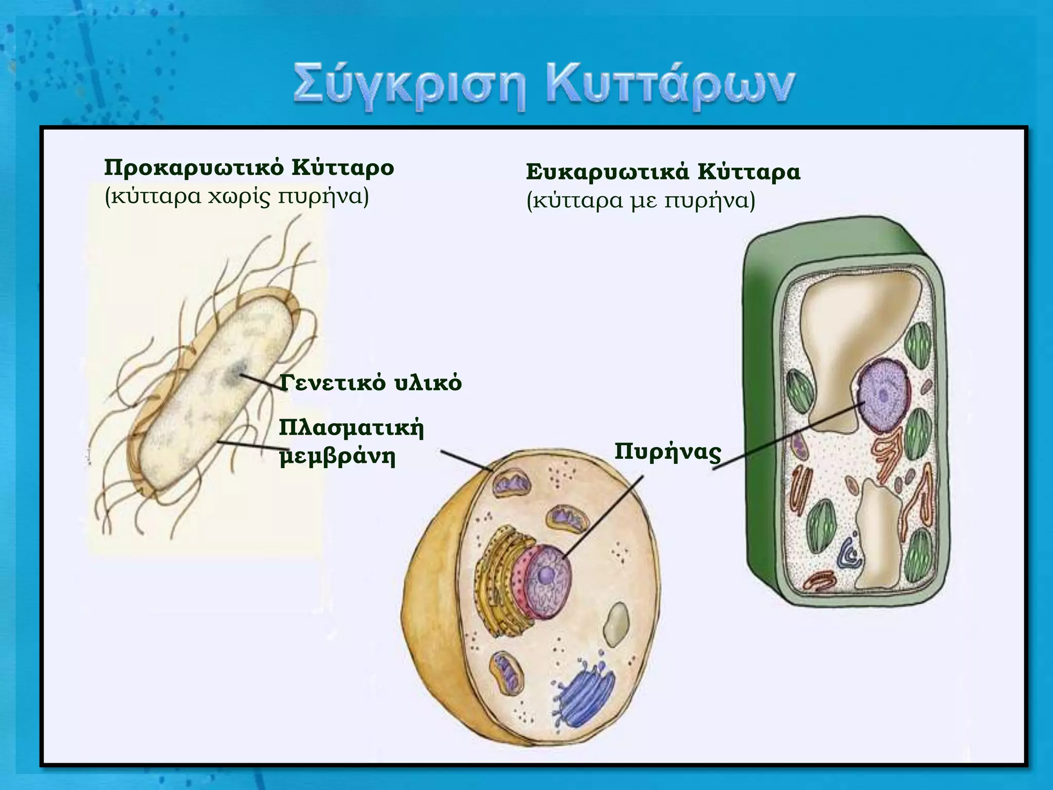Προκαρυωτικό Κύτταρο          Ευκαρυωτικά Κύτταρα
(κύτταρα χωρίς πυρήνα)        (κύτταρα με πυρήνα)




             Γενετικό υλικό
             Πλασματική
             μεμβράνη               Πυρήνας
 