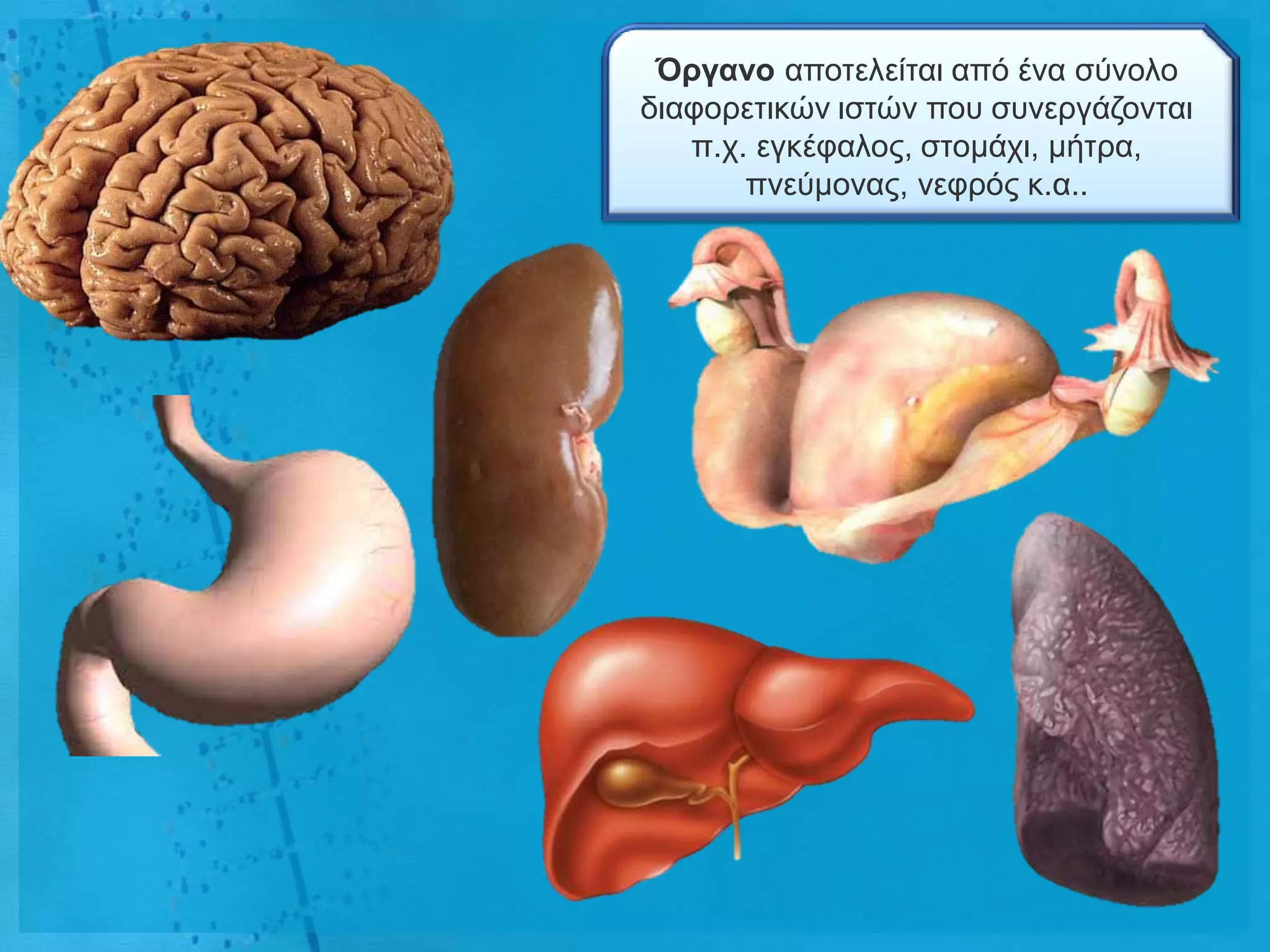 Όργαλο απνηειείηαη από έλα ζύλνιν
δηαθνξεηηθώλ ηζηώλ πνπ ζπλεξγάδνληαη
   π.ρ. εγθέθαινο, ζηνκάρη, κήηξα,
       πλεύκνλαο, λεθξόο θ.α..
 