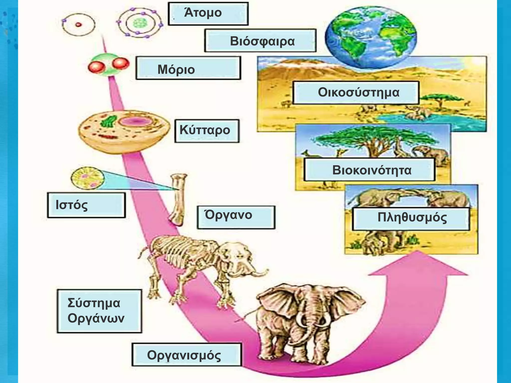 Άηοκο

                        Βηόζθαηρα

            Μόρηο
                                    Οηθοζύζηεκα

               Κύηηαρο


                                     Βηοθοηλόηεηα

Ιζηός
                    Όργαλο                 Πιεζσζκός




 ΢ύζηεκα
 Οργάλωλ

           Οργαληζκός
 