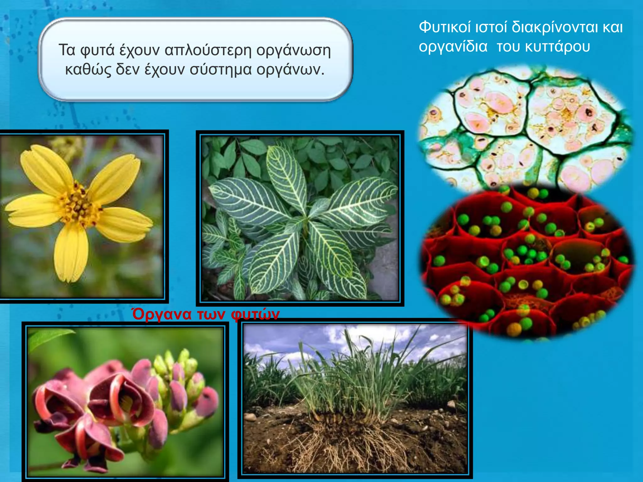 Φπηηθνί ηζηνί δηαθξίλνληαη θαη
Τα θπηά έρνπλ απινύζηεξε νξγάλσζε   νξγαλίδηα ηνπ θπηηάξνπ
 θαζώο δελ έρνπλ ζύζηεκα νξγάλσλ.




        Όργαλα ηωλ θσηώλ
 