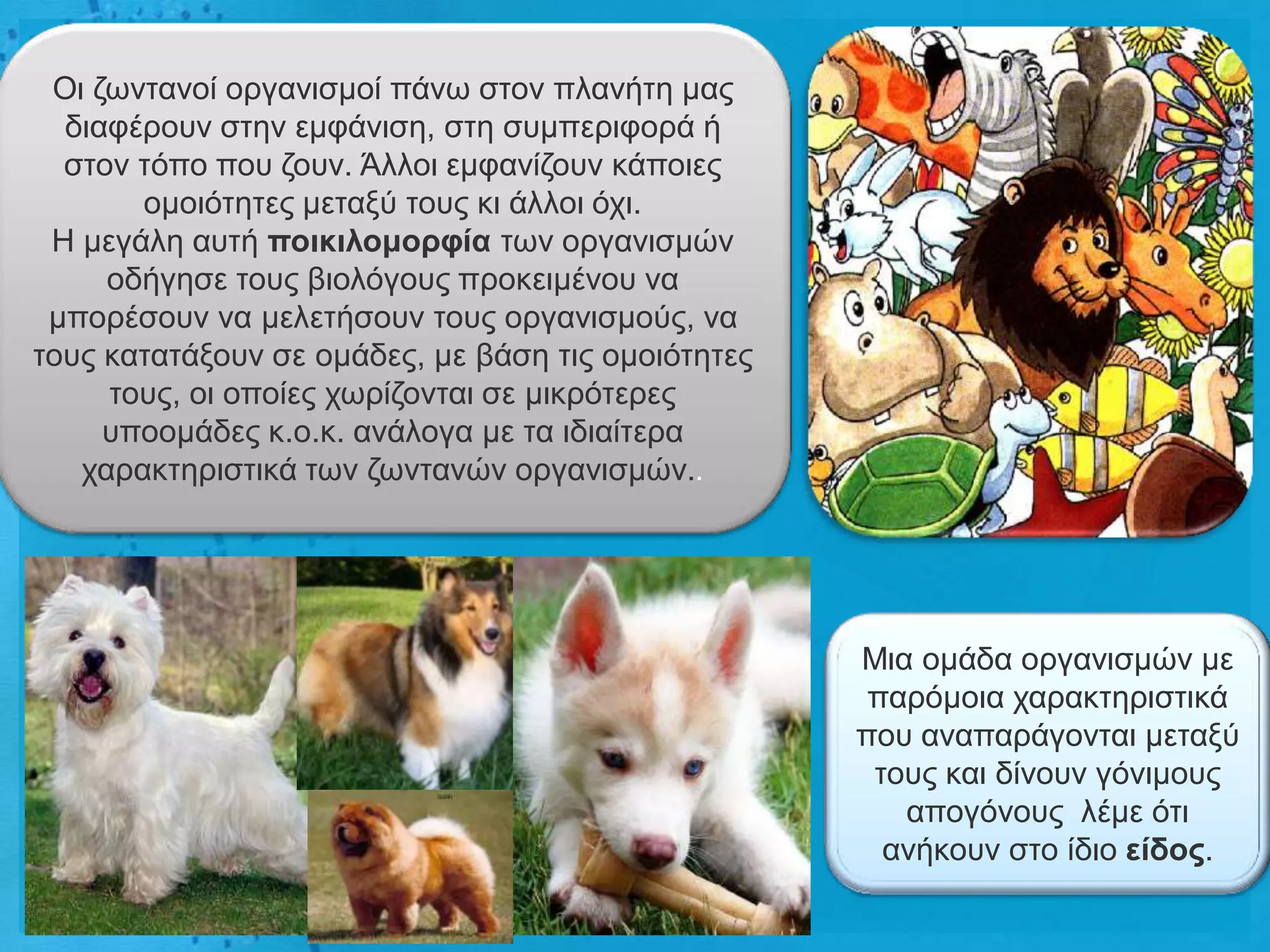 Οη δσληαλνί νξγαληζκνί πάλσ ζηνλ πιαλήηε καο
  δηαθέξνπλ ζηελ εκθάληζε, ζηε ζπκπεξηθνξά ή
  ζηνλ ηόπν πνπ δνπλ. Άιινη εκθαλίδνπλ θάπνηεο
       νκνηόηεηεο κεηαμύ ηνπο θη άιινη όρη.
 Ζ κεγάιε απηή ποηθηιοκορθία ησλ νξγαληζκώλ
     νδήγεζε ηνπο βηνιόγνπο πξνθεηκέλνπ λα
 κπνξέζνπλ λα κειεηήζνπλ ηνπο νξγαληζκνύο, λα
ηνπο θαηαηάμνπλ ζε νκάδεο, κε βάζε ηηο νκνηόηεηεο
     ηνπο, νη νπνίεο ρσξίδνληαη ζε κηθξόηεξεο
     ππννκάδεο θ.ν.θ. αλάινγα κε ηα ηδηαίηεξα
   ραξαθηεξηζηηθά ησλ δσληαλώλ νξγαληζκώλ..




                                                    Μηα νκάδα νξγαληζκώλ κε
                                                     παξόκνηα ραξαθηεξηζηηθά
                                                    πνπ αλαπαξάγνληαη κεηαμύ
                                                     ηνπο θαη δίλνπλ γόληκνπο
                                                       απνγόλνπο ιέκε όηη
                                                      αλήθνπλ ζην ίδην είδος.
 