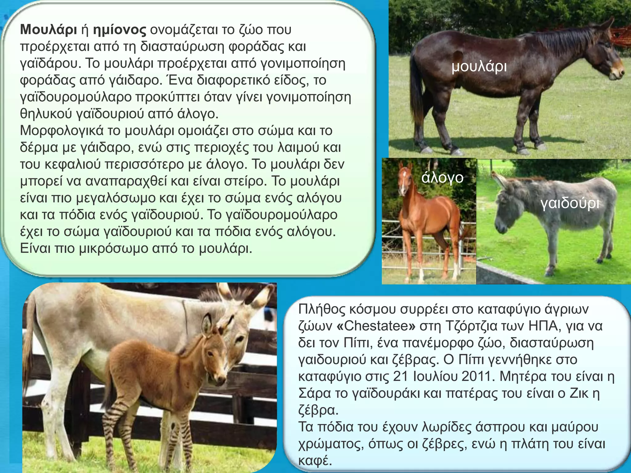 Μοσιάρη ή εκίολος νλνκάδεηαη ην δών πνπ
πξνέξρεηαη από ηε δηαζηαύξσζε θνξάδαο θαη
γατδάξνπ. Τν κνπιάξη πξνέξρεηαη από γνληκνπνίεζε                 κνπιάξη
θνξάδαο από γάηδαξν. Έλα δηαθνξεηηθό είδνο, ην
γατδνπξνκνύιαξν πξνθύπηεη όηαλ γίλεη γνληκνπνίεζε
ζειπθνύ γατδνπξηνύ από άινγν.
Μνξθνινγηθά ην κνπιάξη νκνηάδεη ζην ζώκα θαη ην
δέξκα κε γάηδαξν, ελώ ζηηο πεξηνρέο ηνπ ιαηκνύ θαη
ηνπ θεθαιηνύ πεξηζζόηεξν κε άινγν. Τν κνπιάξη δελ
κπνξεί λα αλαπαξαρζεί θαη είλαη ζηείξν. Τν κνπιάξη          άινγν
είλαη πην κεγαιόζσκν θαη έρεη ην ζώκα ελόο αιόγνπ                              γαηδνύξη
θαη ηα πόδηα ελόο γατδνπξηνύ. Τν γατδνπξνκνύιαξν
έρεη ην ζώκα γατδνπξηνύ θαη ηα πόδηα ελόο αιόγνπ.
Δίλαη πην κηθξόζσκν από ην κνπιάξη.



                                         Πιήζνο θόζκνπ ζπξξέεη ζην θαηαθύγην άγξησλ
                                         δώσλ «Chestatee» ζηε Τδόξηδηα ησλ ΖΠΑ, γηα λα
                                         δεη ηνλ Πίπη, έλα παλέκνξθν δών, δηαζηαύξσζε
                                         γαηδνπξηνύ θαη δέβξαο. Ο Πίπη γελλήζεθε ζην
                                         θαηαθύγην ζηηο 21 Ηνπιίνπ 2011. Μεηέξα ηνπ είλαη ε
                                         Σάξα ην γατδνπξάθη θαη παηέξαο ηνπ είλαη ν Εηθ ε
                                         δέβξα.
                                         Τα πόδηα ηνπ έρνπλ ισξίδεο άζπξνπ θαη καύξνπ
                                         ρξώκαηνο, όπσο νη δέβξεο, ελώ ε πιάηε ηνπ είλαη
                                         θαθέ.
 