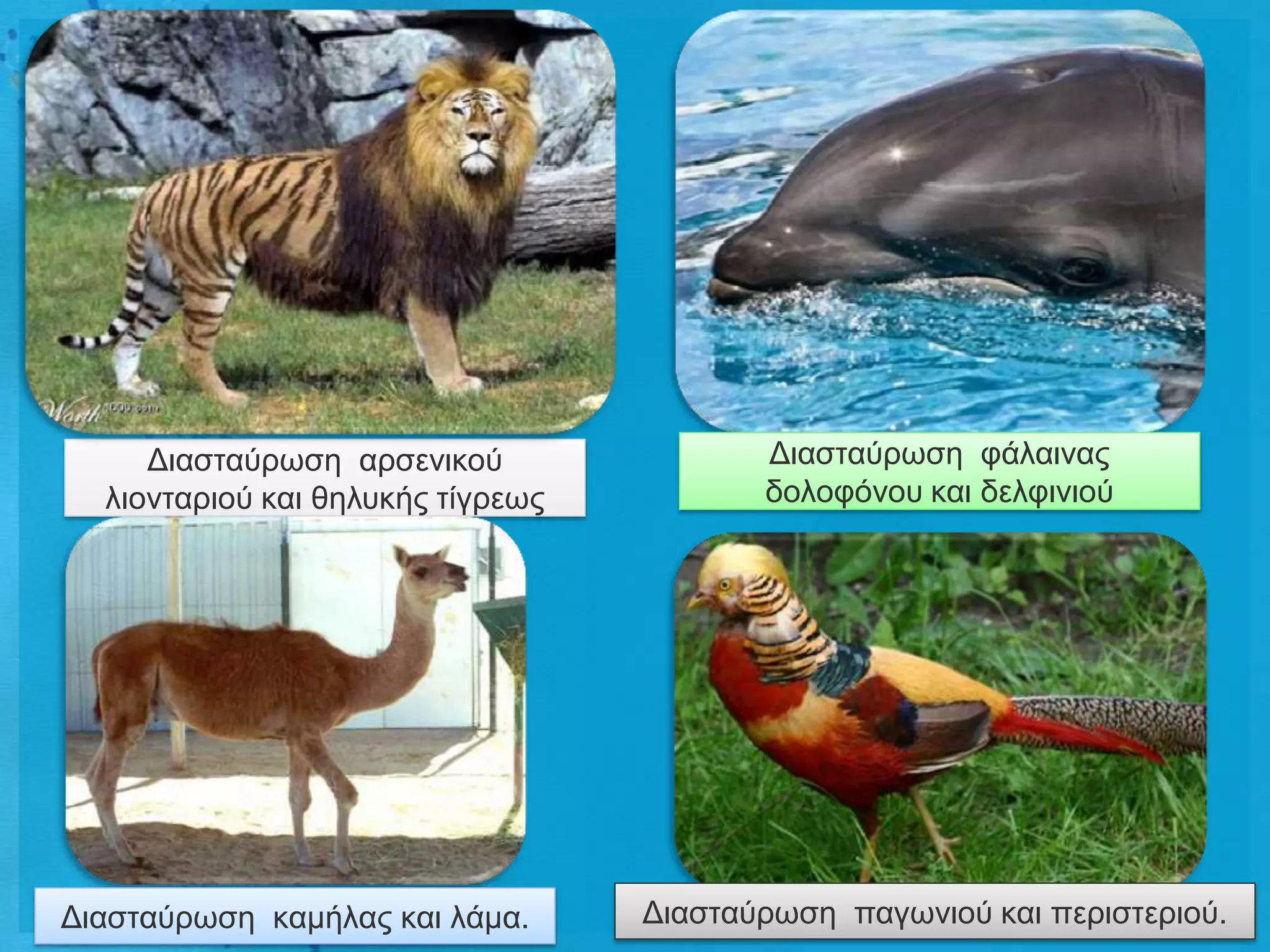 Γηαζηαύξσζε αξζεληθνύ                Γηαζηαύξσζε θάιαηλαο
  ιηνληαξηνύ θαη ζειπθήο ηίγξεσο          δνινθόλνπ θαη δειθηληνύ




Γηαζηαύξσζε θακήιαο θαη ιάκα.      Γηαζηαύξσζε παγσληνύ θαη πεξηζηεξηνύ.
 