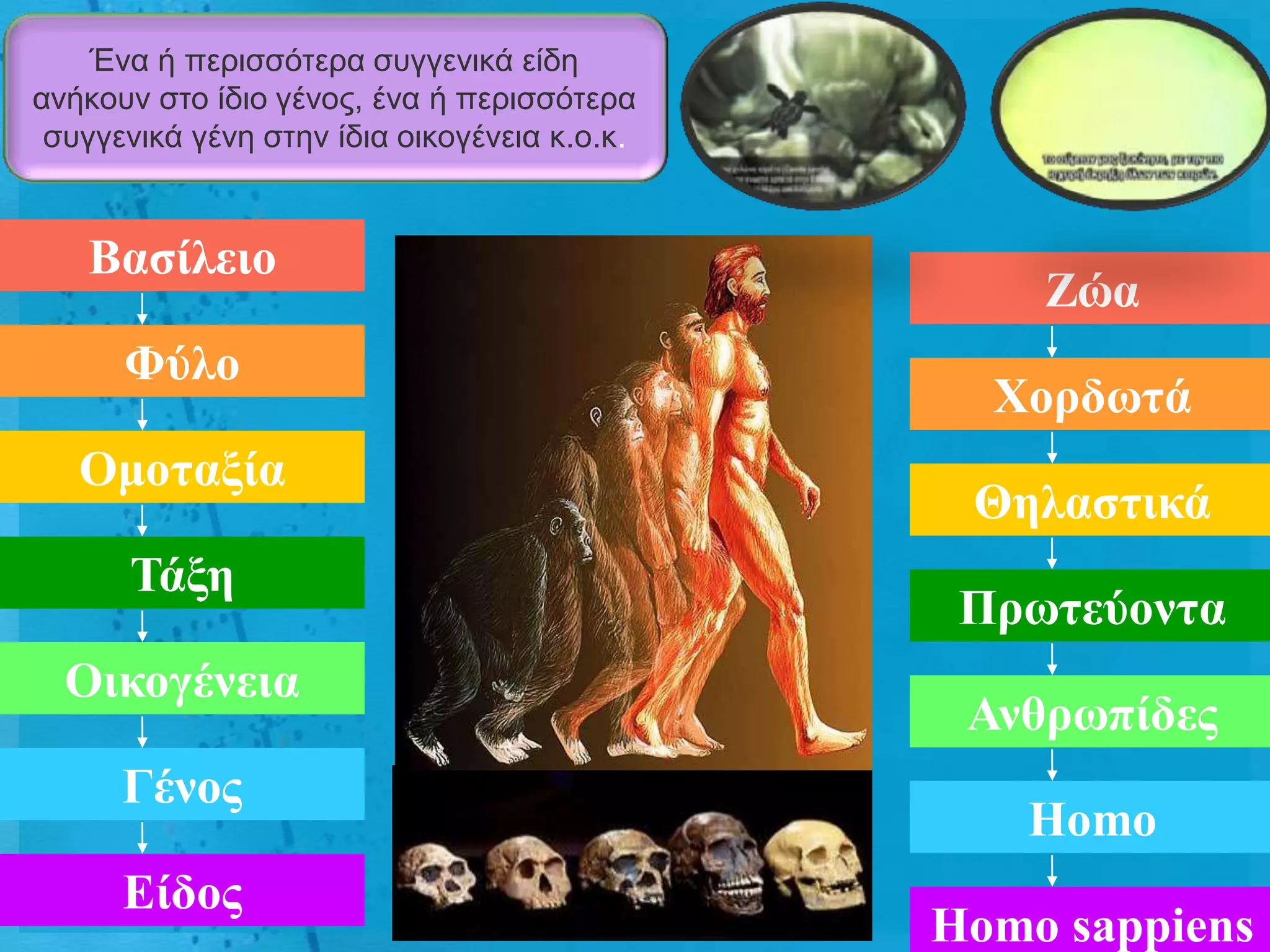 Έλα ή πεξηζζόηεξα ζπγγεληθά είδε
αλήθνπλ ζην ίδην γέλνο, έλα ή πεξηζζόηεξα
 ζπγγεληθά γέλε ζηελ ίδηα νηθνγέλεηα θ.ν.θ.


   Βαζίλειο
                                                  Ζώα
      Φύλο
                                                Χοπδωηά
   Ομοηαξία
                                               Θηλαζηικά
      Τάξη
                                               Ππωηεύονηα
  Οικογένεια
                                               Ανθπωπίδερ
      Γένορ
                                                 Homo
      Είδορ
                                              Homo sappiens
 