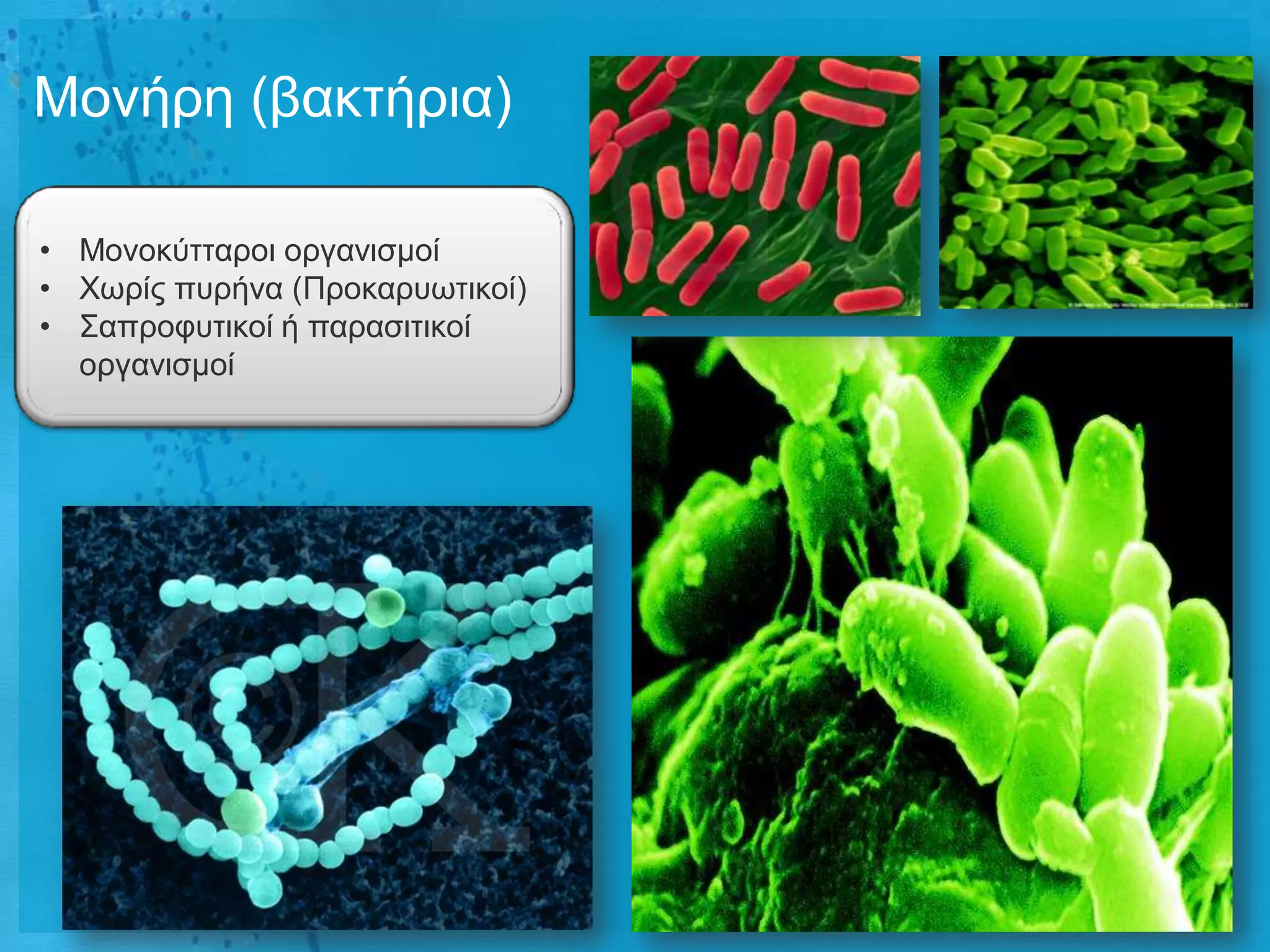 Μνλήξε (βαθηήξηα)

• Μνλνθύηηαξνη νξγαληζκνί
• Φσξίο ππξήλα (Πξνθαξπσηηθνί)
• Σαπξνθπηηθνί ή παξαζηηηθνί
  νξγαληζκνί
 