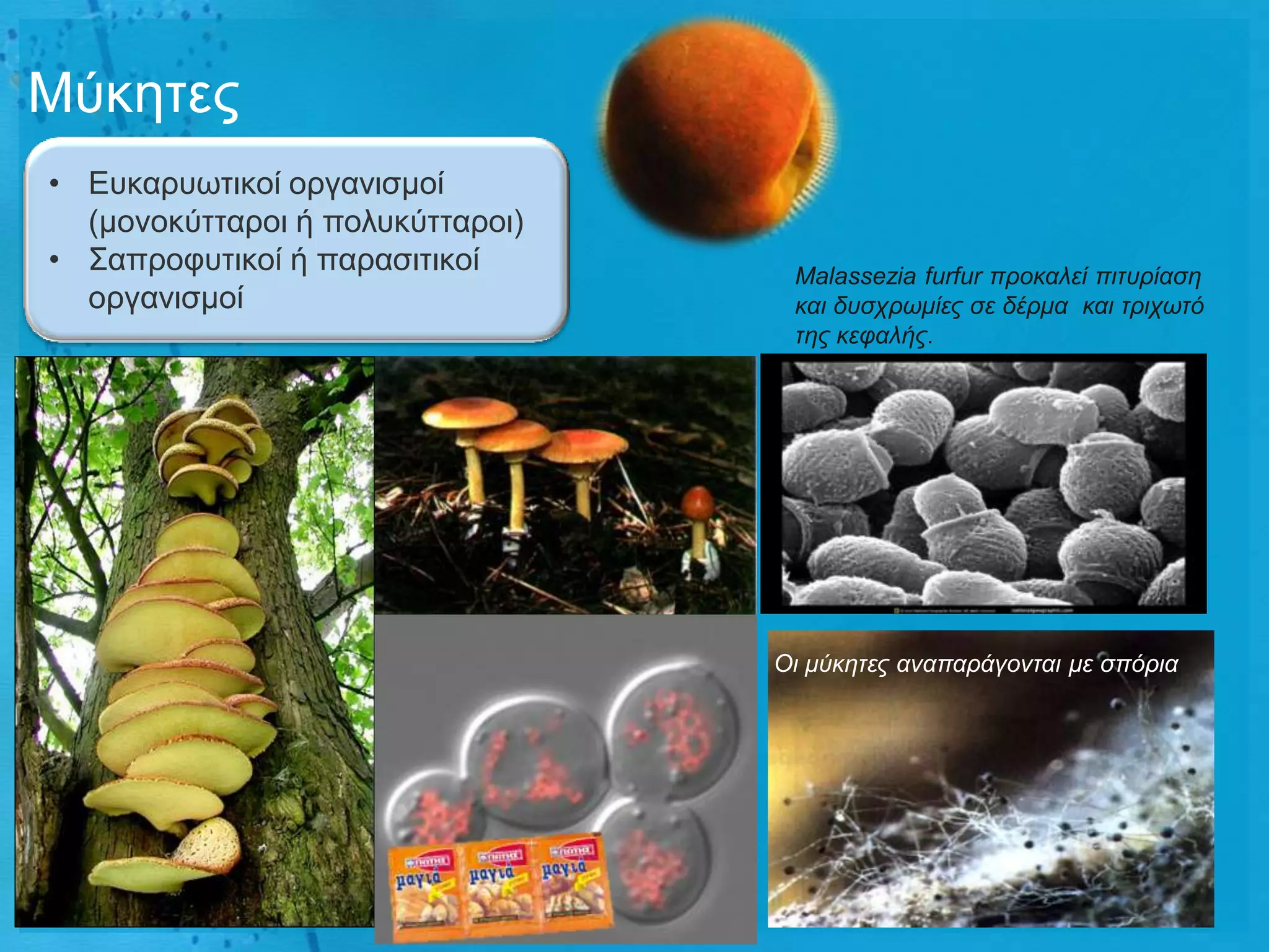 Μύθεηεο
• Δπθαξπσηηθνί νξγαληζκνί
  (κνλνθύηηαξνη ή πνιπθύηηαξνη)
• Σαπξνθπηηθνί ή παξαζηηηθνί       Malassezia furfur προθαιεί πηησρίαζε
  νξγαληζκνί                       θαη δσζτρωκίες ζε δέρκα θαη ηρητωηό
                                   ηες θεθαιής.




                                  Οη κύθεηες αλαπαράγοληαη κε ζπόρηα
 