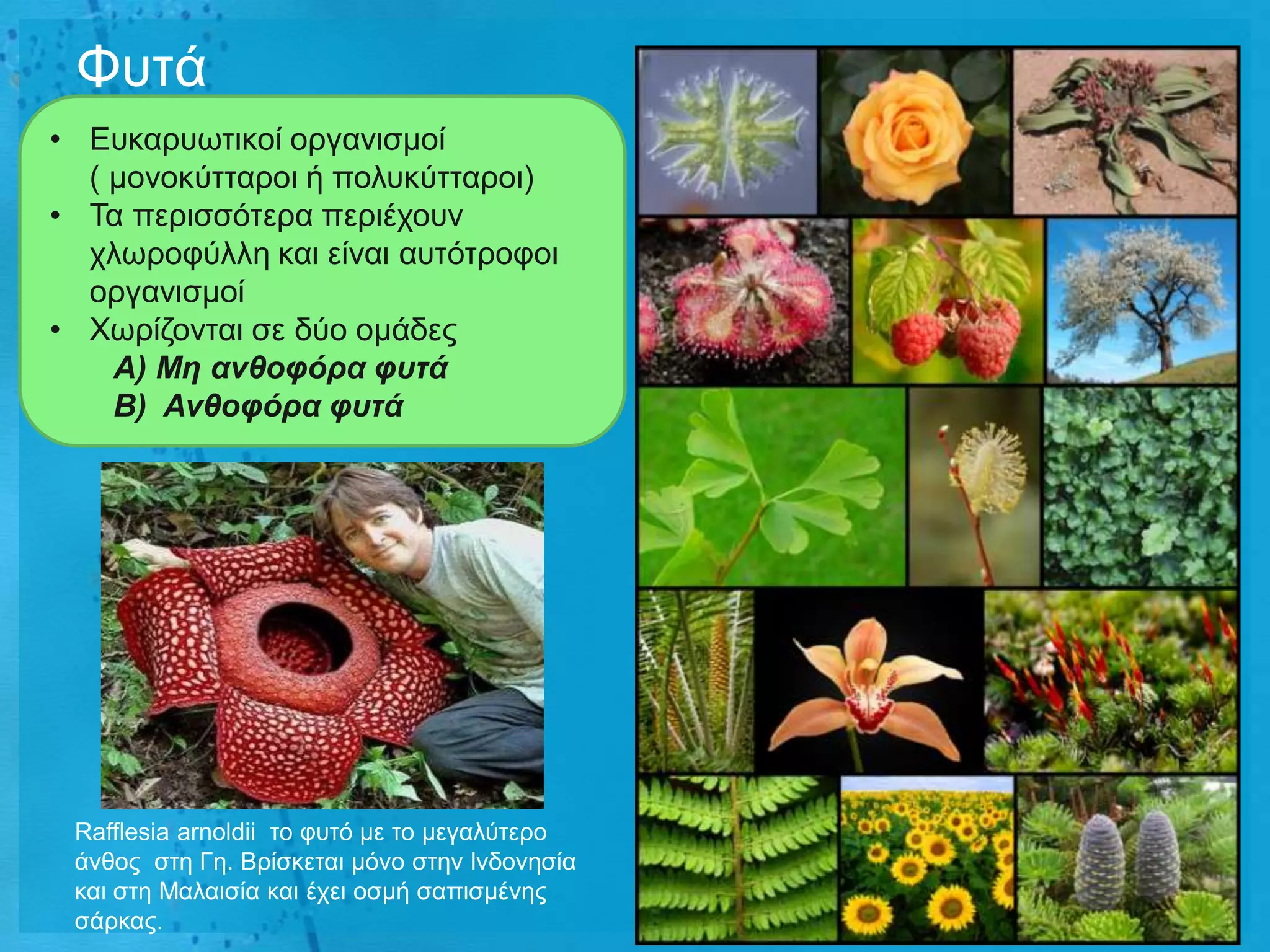 Φπηά
• Δπθαξπσηηθνί νξγαληζκνί
  ( κνλνθύηηαξνη ή πνιπθύηηαξνη)
• Τα πεξηζζόηεξα πεξηέρνπλ
  ρισξνθύιιε θαη είλαη απηόηξνθνη
  νξγαληζκνί
• Φσξίδνληαη ζε δύν νκάδεο
    Α) Μη ανθοφόρα φυτά
    Β) Ανθοφόρα φυτά




 Rafflesia arnoldii ην θπηό κε ην κεγαιύηεξν
 άλζνο ζηε Γε. Βξίζθεηαη κόλν ζηελ Ηλδνλεζία
 θαη ζηε Μαιαηζία θαη έρεη νζκή ζαπηζκέλεο
 ζάξθαο.
 