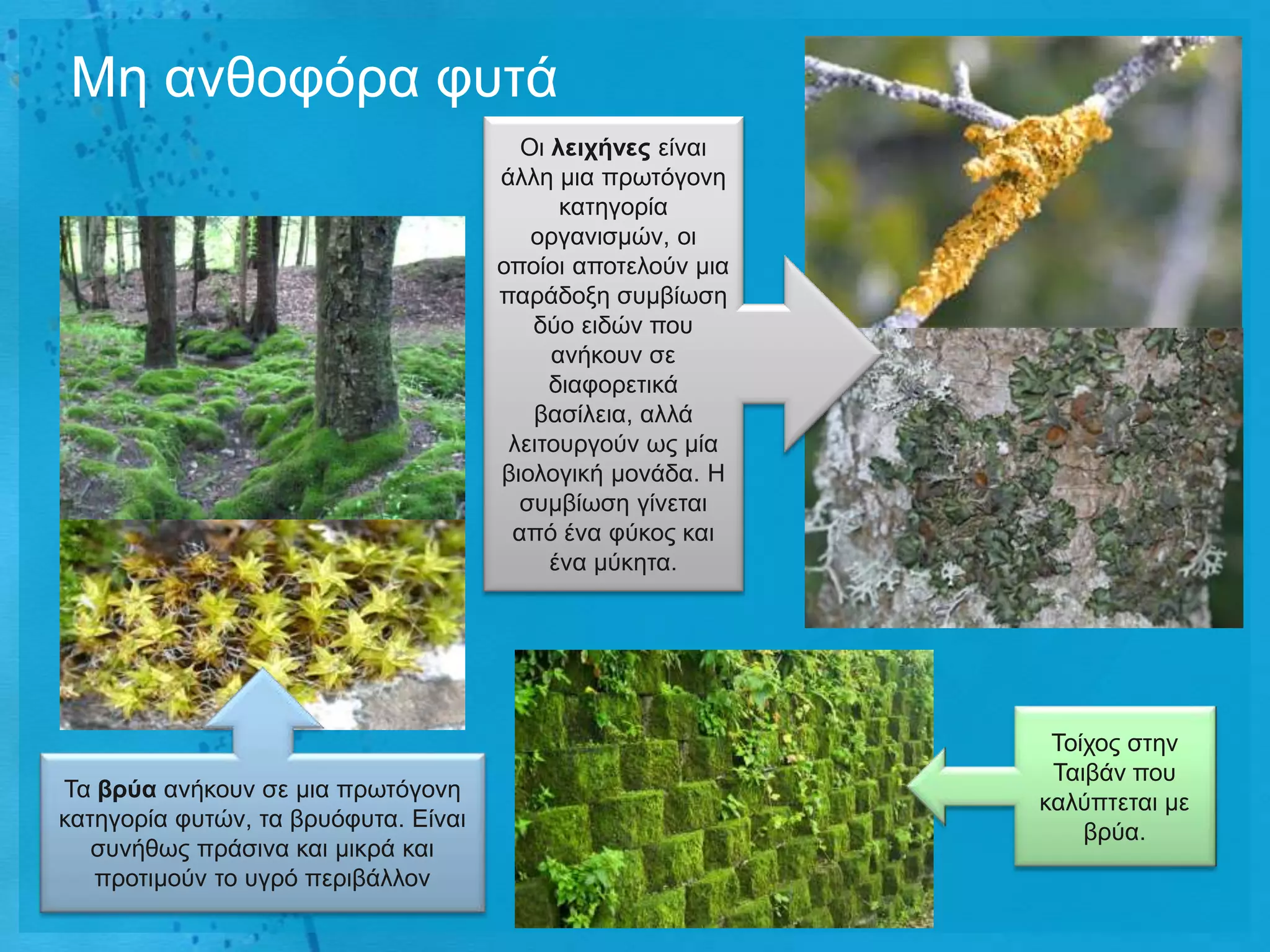 Με αλζνθόξα θπηά
                                        Oη ιεητήλες είλαη
                                      άιιε κηα πξσηόγνλε
                                            θαηεγνξία
                                         νξγαληζκώλ, νη
                                      νπνίνη απνηεινύλ κηα
                                      παξάδνμε ζπκβίσζε
                                         δύν εηδώλ πνπ
                                           αλήθνπλ ζε
                                           δηαθνξεηηθά
                                         βαζίιεηα, αιιά
                                       ιεηηνπξγνύλ σο κία
                                      βηνινγηθή κνλάδα. Ζ
                                        ζπκβίσζε γίλεηαη
                                       από έλα θύθνο θαη
                                           έλα κύθεηα.




                                                              Τνίρνο ζηελ
                                                              Ταηβάλ πνπ
Τα βρύα αλήθνπλ ζε κηα πξσηόγνλε
                                                             θαιύπηεηαη κε
θαηεγνξία θπηώλ, ηα βξπόθπηα. Δίλαη
                                                                 βξύα.
   ζπλήζσο πξάζηλα θαη κηθξά θαη
   πξνηηκνύλ ην πγξό πεξηβάιινλ
 