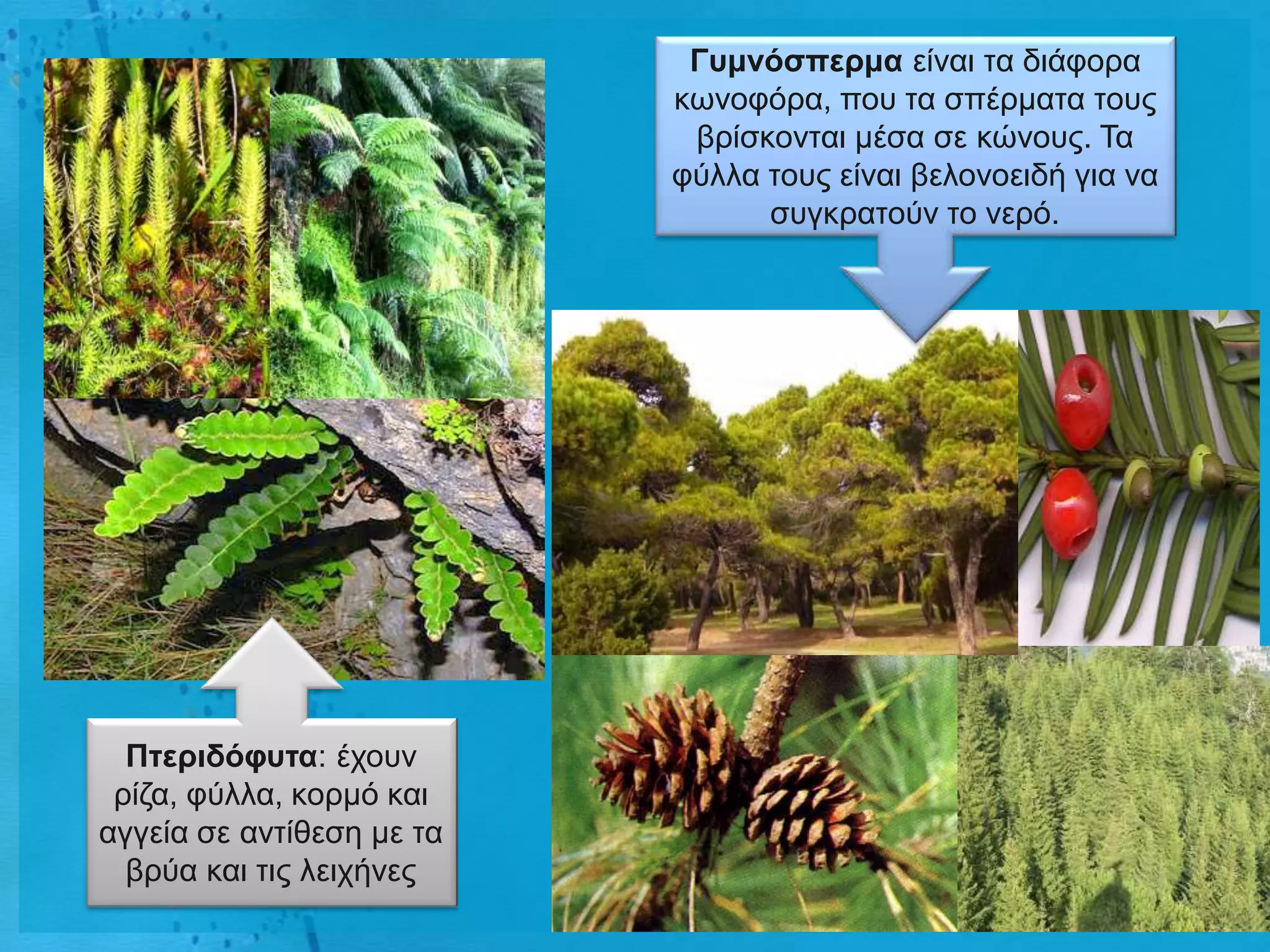 Γσκλόζπερκα είλαη ηα δηάθνξα
                           θσλνθόξα, πνπ ηα ζπέξκαηα ηνπο
                            βξίζθνληαη κέζα ζε θώλνπο. Τα
                           θύιια ηνπο είλαη βεινλνεηδή γηα λα
                                 ζπγθξαηνύλ ην λεξό.




  Πηερηδόθσηα: έρνπλ
 ξίδα, θύιια, θνξκό θαη
αγγεία ζε αληίζεζε κε ηα
  βξύα θαη ηηο ιεηρήλεο
 