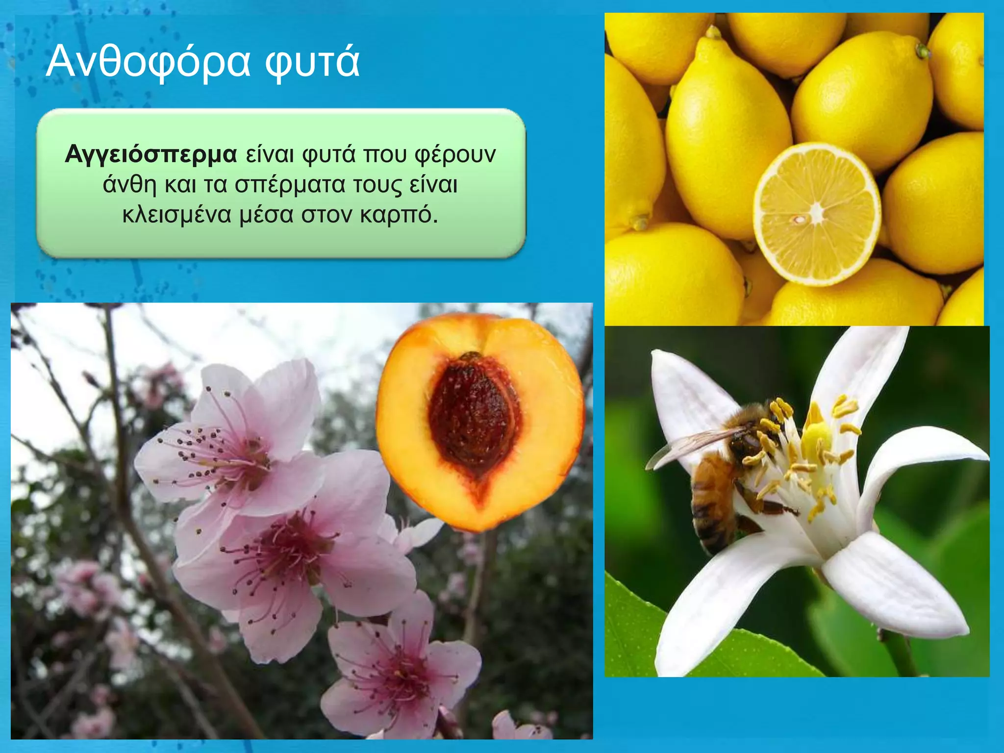 Αλζνθόξα θπηά
Αγγεηόζπερκα είλαη θπηά πνπ θέξνπλ
   άλζε θαη ηα ζπέξκαηα ηνπο είλαη
    θιεηζκέλα κέζα ζηνλ θαξπό.
 