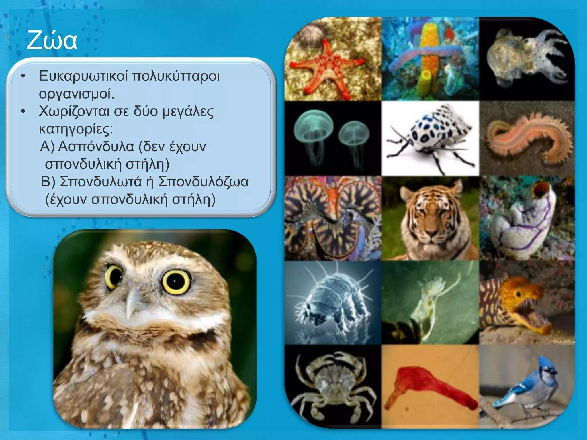 Εώα
• Δπθαξπσηηθνί πνιπθύηηαξνη
  νξγαληζκνί.
• Φσξίδνληαη ζε δύν κεγάιεο
  θαηεγνξίεο:
  Α) Αζπόλδπια (δελ έρνπλ
   ζπνλδπιηθή ζηήιε)
  Β) Σπνλδπισηά ή Σπνλδπιόδσα
   (έρνπλ ζπνλδπιηθή ζηήιε)
 