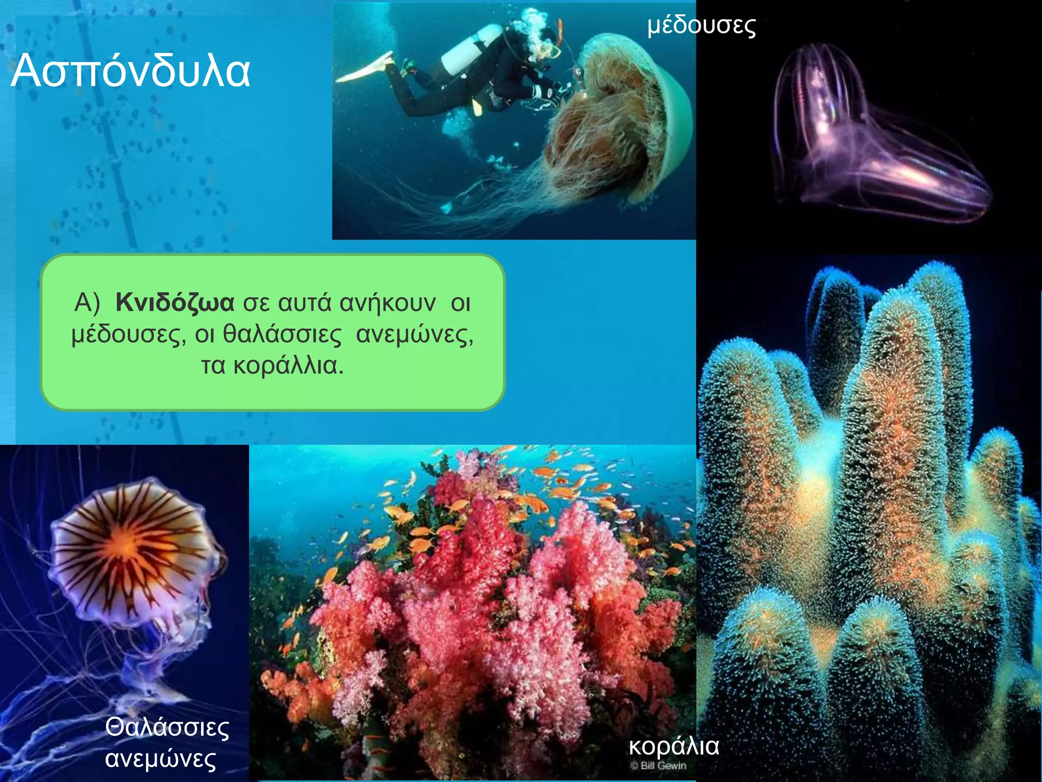 κέδνπζεο

Αζπόλδπια



  Α) Κληδόδωα ζε απηά αλήθνπλ νη
  κέδνπζεο, νη ζαιάζζηεο αλεκώλεο,
            ηα θνξάιιηα.




    Θαιάζζηεο
    αλεκώλεο                         θνξάιηα
 