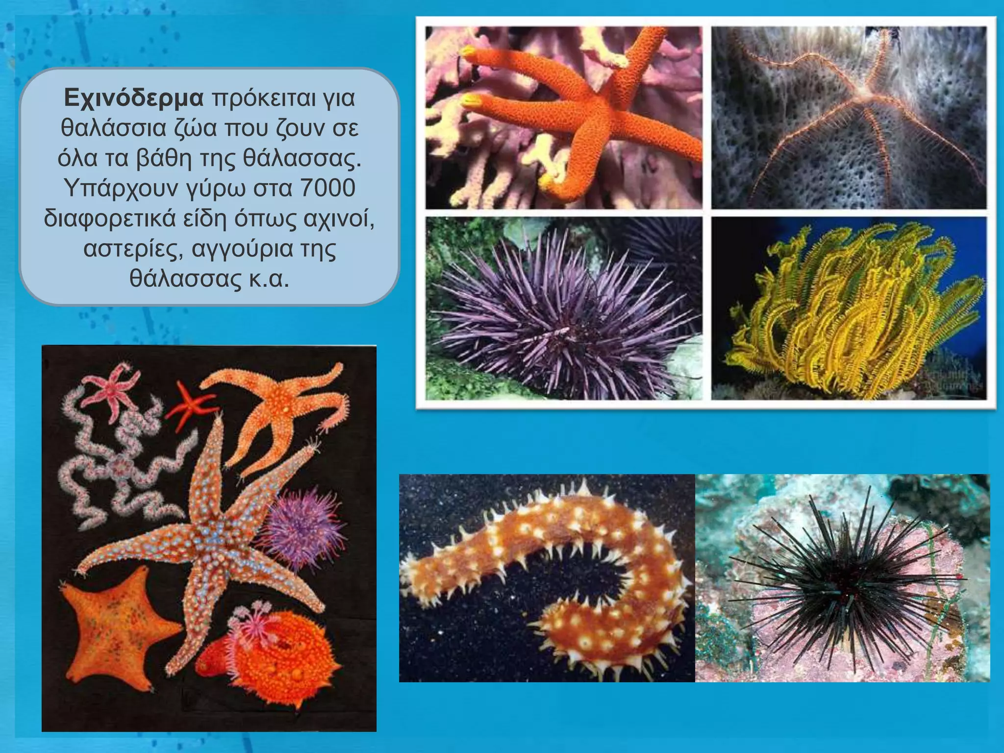 Ετηλόδερκα πξόθεηηαη γηα
 ζαιάζζηα δώα πνπ δνπλ ζε
 όια ηα βάζε ηεο ζάιαζζαο.
  Υπάξρνπλ γύξσ ζηα 7000
δηαθνξεηηθά είδε όπσο αρηλνί,
   αζηεξίεο, αγγνύξηα ηεο
       ζάιαζζαο θ.α.
 