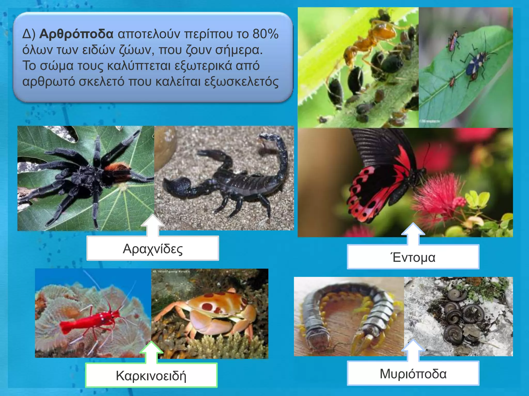 Γ) Αρζρόποδα απνηεινύλ πεξίπνπ ην 80%
όισλ ησλ εηδώλ δώσλ, πνπ δνπλ ζήκεξα.
Τν ζώκα ηνπο θαιύπηεηαη εμσηεξηθά από
αξζξσηό ζθειεηό πνπ θαιείηαη εμσζθειεηόο




               Αξαρλίδεο
                                            Έληνκα




              Καξθηλνεηδή                  Μπξηόπνδα
 