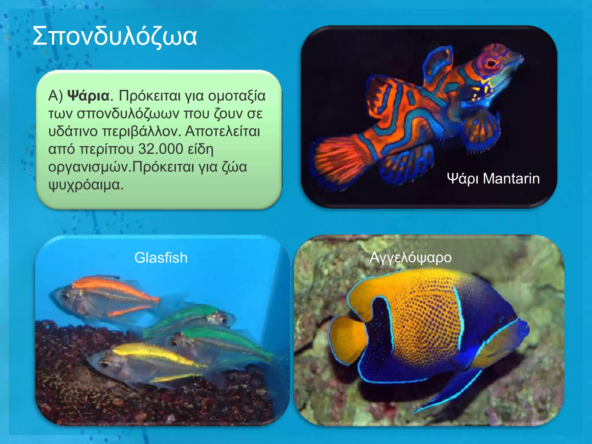 Σπνλδπιόδσα

 Α) Φάρηα. Πξόθεηηαη γηα νκνηαμία
 ησλ ζπνλδπιόδσσλ πνπ δνπλ ζε
 πδάηηλν πεξηβάιινλ. Απνηειείηαη
 από πεξίπνπ 32.000 είδε
 νξγαληζκώλ.Πξόθεηηαη γηα δώα
 ςπρξόαηκα.                                  Χάξη Mantarin




             Glasfish               Αγγειόςαξν
 