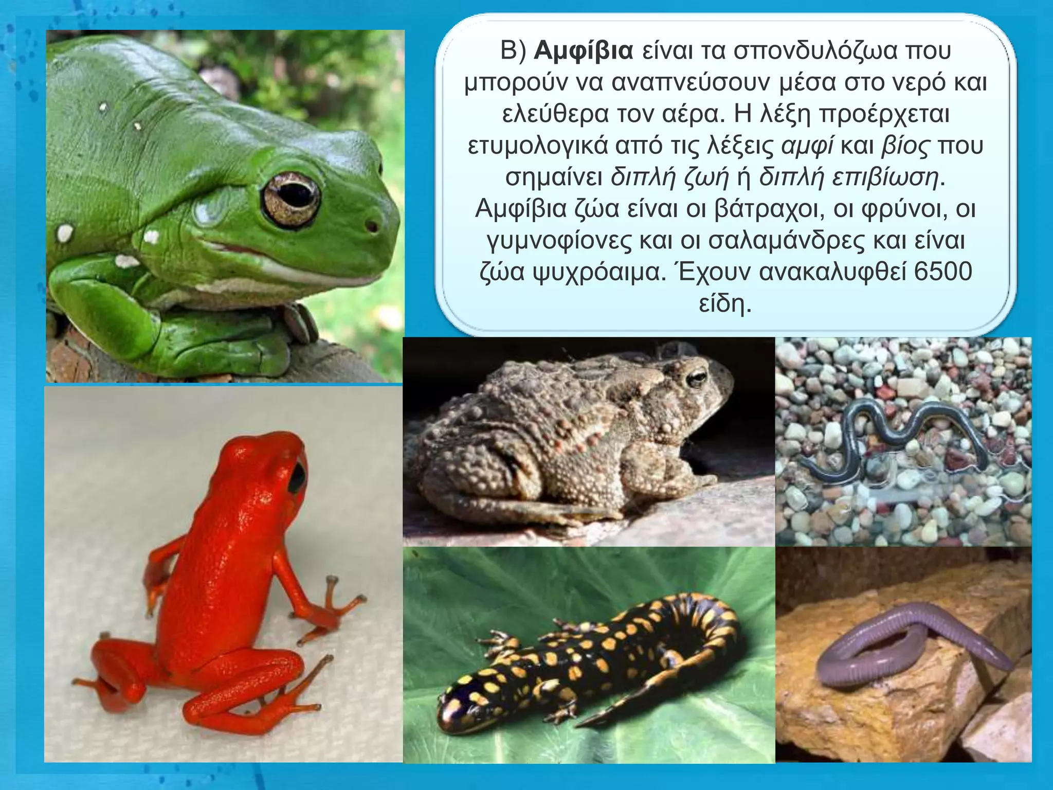 Β) Ακθίβηα είλαη ηα ζπνλδπιόδσα πνπ
κπνξνύλ λα αλαπλεύζνπλ κέζα ζην λεξό θαη
   ειεύζεξα ηνλ αέξα. Ζ ιέμε πξνέξρεηαη
εηπκνινγηθά από ηηο ιέμεηο ακθί θαη βίος πνπ
   ζεκαίλεη δηπιή δωή ή δηπιή επηβίωζε.
 Ακθίβηα δώα είλαη νη βάηξαρνη, νη θξύλνη, νη
  γπκλνθίνλεο θαη νη ζαιακάλδξεο θαη είλαη
 δώα ςπρξόαηκα. Έρνπλ αλαθαιπθζεί 6500
                    είδε.
 