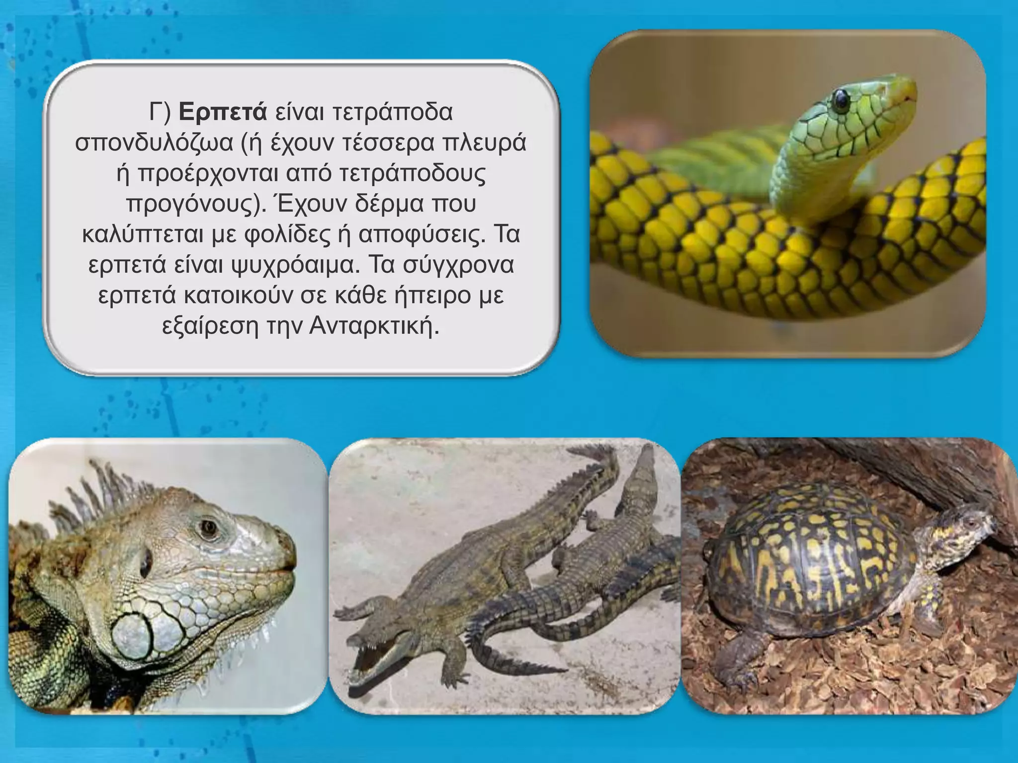 Γ) Ερπεηά είλαη ηεηξάπνδα
ζπνλδπιόδσα (ή έρνπλ ηέζζεξα πιεπξά
    ή πξνέξρνληαη από ηεηξάπνδνπο
     πξνγόλνπο). Έρνπλ δέξκα πνπ
θαιύπηεηαη κε θνιίδεο ή απνθύζεηο. Τα
 εξπεηά είλαη ςπρξόαηκα. Τα ζύγρξνλα
  εξπεηά θαηνηθνύλ ζε θάζε ήπεηξν κε
        εμαίξεζε ηελ Αληαξθηηθή.
 