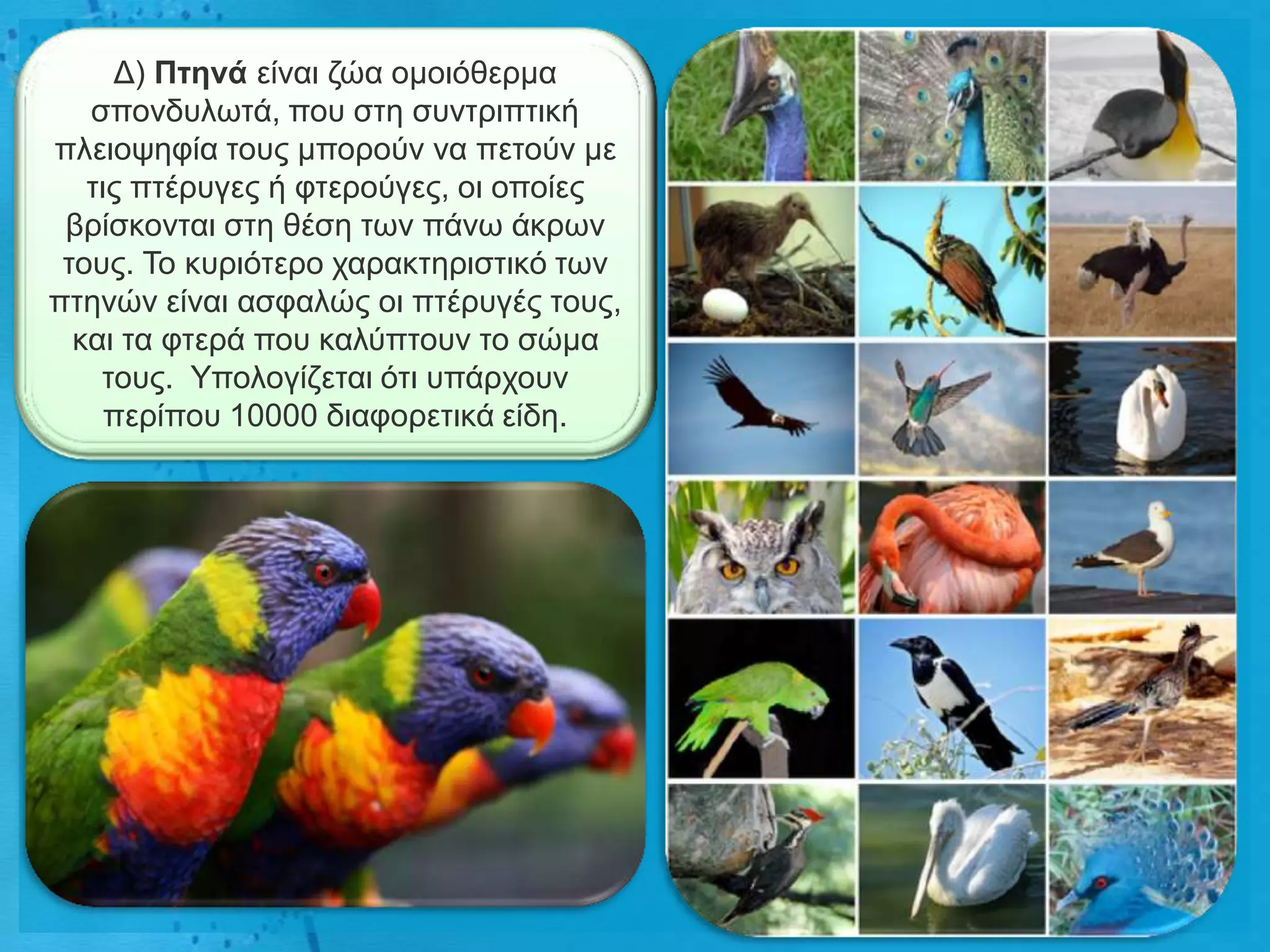 Γ) Πηελά είλαη δώα νκνηόζεξκα
   ζπνλδπισηά, πνπ ζηε ζπληξηπηηθή
πιεηνςεθία ηνπο κπνξνύλ λα πεηνύλ κε
   ηηο πηέξπγεο ή θηεξνύγεο, νη νπνίεο
 βξίζθνληαη ζηε ζέζε ησλ πάλσ άθξσλ
 ηνπο. Τν θπξηόηεξν ραξαθηεξηζηηθό ησλ
πηελώλ είλαη αζθαιώο νη πηέξπγέο ηνπο,
  θαη ηα θηεξά πνπ θαιύπηνπλ ην ζώκα
    ηνπο. Υπνινγίδεηαη όηη ππάξρνπλ
     πεξίπνπ 10000 δηαθνξεηηθά είδε.
 