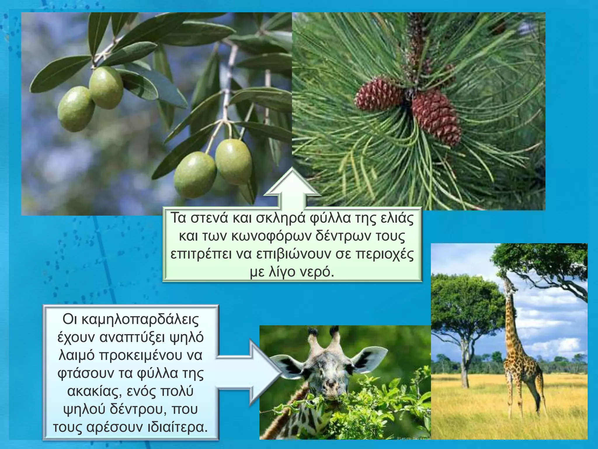 Τα ζηελά θαη ζθιεξά θύιια ηεο ειηάο
                  θαη ησλ θσλνθόξσλ δέληξσλ ηνπο
                 επηηξέπεη λα επηβηώλνπλ ζε πεξηνρέο
                             κε ιίγν λεξό.


  Οη θακεινπαξδάιεηο
 έρνπλ αλαπηύμεη ςειό
 ιαηκό πξνθεηκέλνπ λα
 θηάζνπλ ηα θύιια ηεο
  αθαθίαο, ελόο πνιύ
  ςεινύ δέληξνπ, πνπ
ηνπο αξέζνπλ ηδηαίηεξα.
 