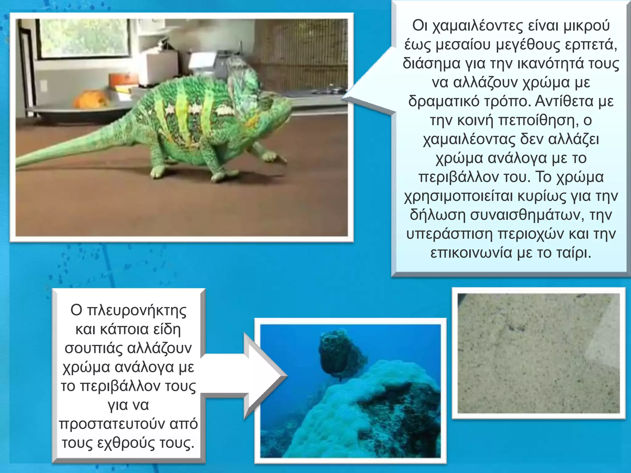 Οη ρακαηιένληεο είλαη κηθξνύ
                     έσο κεζαίνπ κεγέζνπο εξπεηά,
                     δηάζεκα γηα ηελ ηθαλόηεηά ηνπο
                         λα αιιάδνπλ ρξώκα κε
                      δξακαηηθό ηξόπν. Αληίζεηα κε
                         ηελ θνηλή πεπνίζεζε, ν
                        ρακαηιένληαο δελ αιιάδεη
                          ρξώκα αλάινγα κε ην
                       πεξηβάιινλ ηνπ. Τν ρξώκα
                     ρξεζηκνπνηείηαη θπξίσο γηα ηελ
                      δήισζε ζπλαηζζεκάησλ, ηελ
                     ππεξάζπηζε πεξηνρώλ θαη ηελ
                         επηθνηλσλία κε ην ηαίξη.


  Ο πιεπξνλήθηεο
  θαη θάπνηα είδε
 ζνππηάο αιιάδνπλ
ρξώκα αλάινγα κε
ην πεξηβάιινλ ηνπο
       γηα λα
πξνζηαηεπηνύλ από
ηνπο ερζξνύο ηνπο.
 