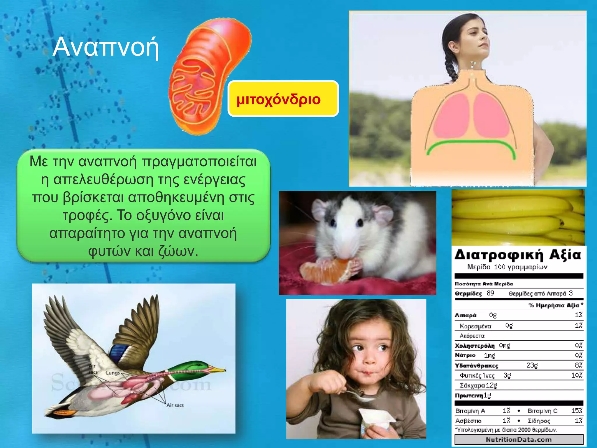 Αλαπλνή
                            κηηοτόλδρηο



Με ηελ αλαπλνή πξαγκαηνπνηείηαη
 ε απειεπζέξσζε ηεο ελέξγεηαο
πνπ βξίζθεηαη απνζεθεπκέλε ζηηο
    ηξνθέο. Τν νμπγόλν είλαη
  απαξαίηεην γηα ηελ αλαπλνή
        θπηώλ θαη δώσλ.
 