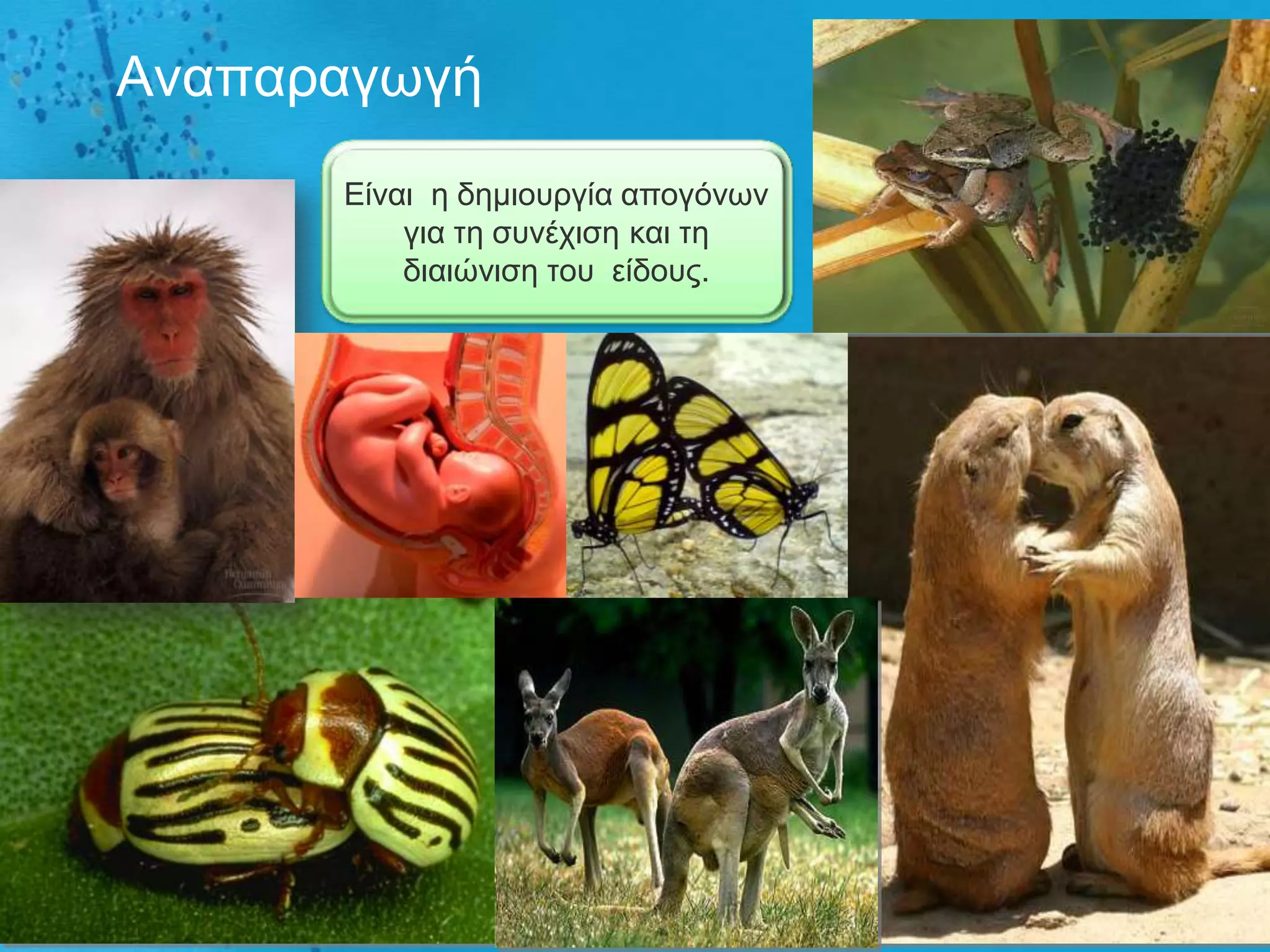 Αλαπαξαγσγή
      Δίλαη ε δεκηνπξγία απνγόλσλ
          γηα ηε ζπλέρηζε θαη ηε
          δηαηώληζε ηνπ είδνπο.
 