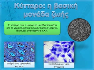 Τν θύηηαξν είλαη ε κηθξόηεξε κνλάδα πνπ θέξεη
όια ηα ραξαθηεξηζηηθά ηεο δσήο δειαδή ηξέθεηαη,
         αλαπλέεη, αλαπαξάγεηαη θ.ι.π.




Αλζξώπηλα εγθεθαιηθά                  Δπηζειηαθά θύηηαξα
     θύηηαξα                              πλεύκνλα
 