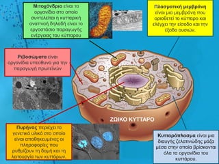 Μηηοτόλδρηο είλαη ην                  Πιαζκαηηθή κεκβράλε
            νξγαλίδην ζην νπνίν                  είλαη κηα κεκβξάλε πνπ
          ζπληειείηαη ε θπηηαξηθή                νξηνζεηεί ην θύηηαξν θαη
         αλαπλνή δειαδή είλαη ην                ειέγρεη ηελ είζνδν θαη ηελ
         εξγνζηάζην παξαγσγήο                         έμνδν νπζηώλ.
          ελέξγεηαο ηνπ θύηηαξνπ



    Ρηβοζώκαηα είλαη
νξγαλίδηα ππεύζπλα γηα ηελ
  παξαγσγή πξσηετλώλ




                                    ΖΧΙΚΟ ΚΤΣΣΑΡΟ
   Πσρήλας πεξηέρεη ην
 γελεηηθό πιηθό ζην νπνίν                            Κσηηαρόπιαζκα είλαη κηα
  είλαη απνζεθεπκέλεο νη                             δηαπγήο δειαηηλώδεο κάδα
     πιεξνθνξίεο πνπ                                κέζα ζηελ νπνία βξίζθνληαη
 ξπζκίδνπλ ηε δνκή θαη ηε                               όια ηα νξγαλίδηα ηνπ
 ιεηηνπξγία ησλ θπηηάξσλ.                                    θπηηάξνπ.
 