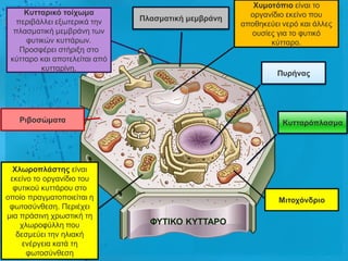 Υσκοηόπηο είλαη ην
     Κσηηαρηθό ηοίτωκα                                 νξγαλίδην εθείλν πνπ
  πεξηβάιιεη εμσηεξηθά ηελ     Πιαζκαηηθή κεκβράλε
                                                     απνζεθεύεη λεξό θαη άιιεο
  πιαζκαηηθή κεκβξάλε ησλ                              νπζίεο γηα ην θπηηθό
     θπηηθώλ θπηηάξσλ.                                      θύηηαξν.
   Πξνζθέξεη ζηήξημε ζην
 θύηηαξν θαη απνηειείηαη από
         θπηηαξίλε.
                                                               Πσρήλας




   Ρηβοζώκαηα                                                   Κσηηαρόπιαζκα




  Υιωροπιάζηες είλαη
 εθείλν ην νξγαλίδην ηνπ
  θπηηθνύ θπηηάξνπ ζην
νπνίν πξαγκαηνπνηείηαη ε                                       Μηηοτόλδρηο
 θσηνζύλζεζε. Πεξηέρεη
κηα πξάζηλε ρξσζηηθή ηε
    ρισξνθύιιε πνπ               ΦΤΣΙΚΟ ΚΤΣΣΑΡΟ
   δεζκεύεη ηελ ειηαθή
     ελέξγεηα θαηά ηε
      θσηνζύλζεζε
 