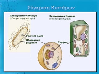 Προκαρυωτικό Κύτταρο          Ευκαρυωτικά Κύτταρα
(κύτταρα χωρίς πυρήνα)        (κύτταρα με πυρήνα)




             Γενετικό υλικό
             Πλασματική
             μεμβράνη               Πυρήνας
 