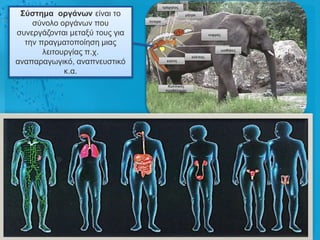 ηράτειος

 ΢ύζηεκα οργάλωλ είλαη ην                           κήηρα

    ζύλνιν νξγάλσλ πνπ          έληερο


ζπλεξγάδνληαη κεηαμύ ηνπο γηα                                   λεθρός

  ηελ πξαγκαηνπνίεζε κηαο
       ιεηηνπξγίαο π.ρ.                                θόιπος
                                                                         ωοζήθες


αλαπαξαγσγηθό, αλαπλεπζηηθό                θύζηε


             θ.α.
                                           Κοιπηθός
                                          προζάιακος
 