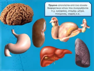 Όργαλο απνηειείηαη από έλα ζύλνιν
δηαθνξεηηθώλ ηζηώλ πνπ ζπλεξγάδνληαη
   π.ρ. εγθέθαινο, ζηνκάρη, κήηξα,
       πλεύκνλαο, λεθξόο θ.α..
 