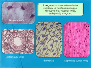 Ιζηός απνηειείηαη από έλα ζύλνιν
                     θπηηάξσλ κε παξόκνηα κνξθή θαη
                      ιεηηνπξγία π.ρ. λεπξηθόο ηζηόο,
                          επηζειηαθόο ηζηόο θ.α..

   Νεπξηθόο ηζηόο




Δπηζειηαθόο ηζηόο
                    Δλδνζήιην           Καξδηαθόο κπηθόο ηζηόο
 